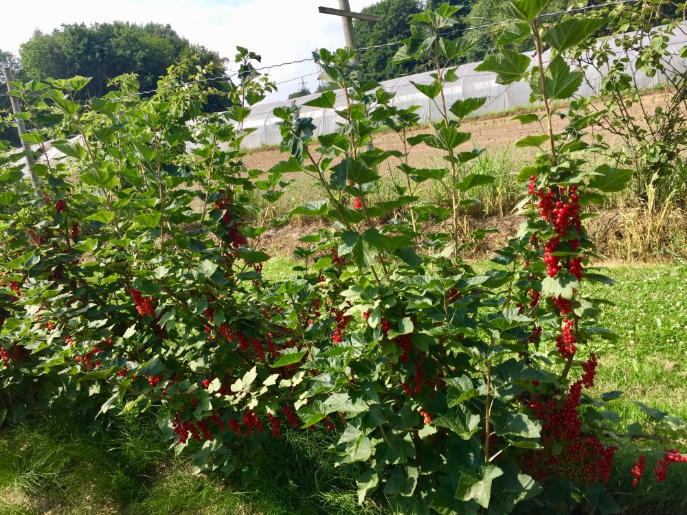 E530F2C1-341E-49BE-B358-228381FF8C79