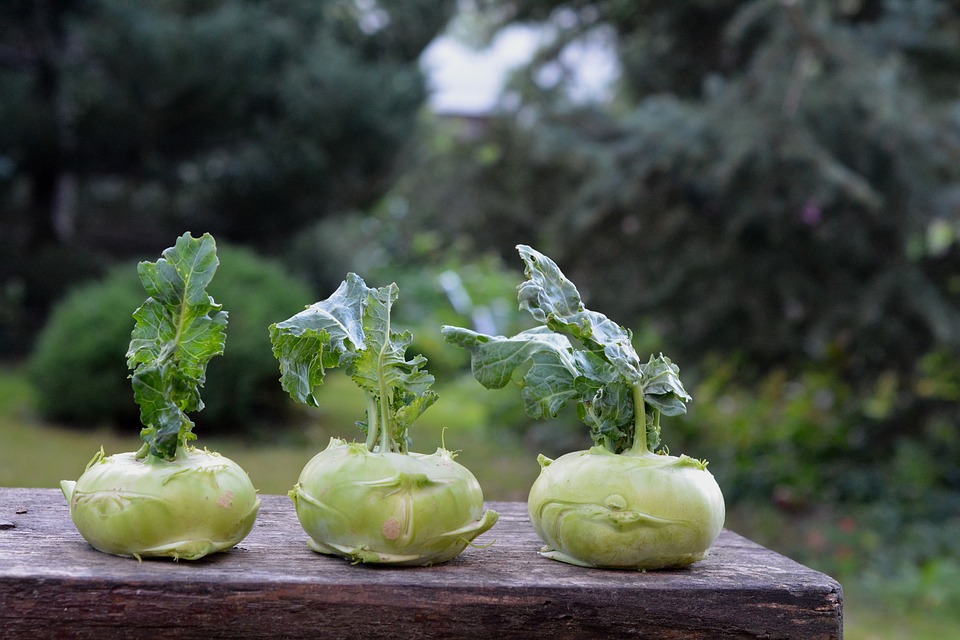 chinese-cabbage-kohlrabi-1573404_960_720.jpg