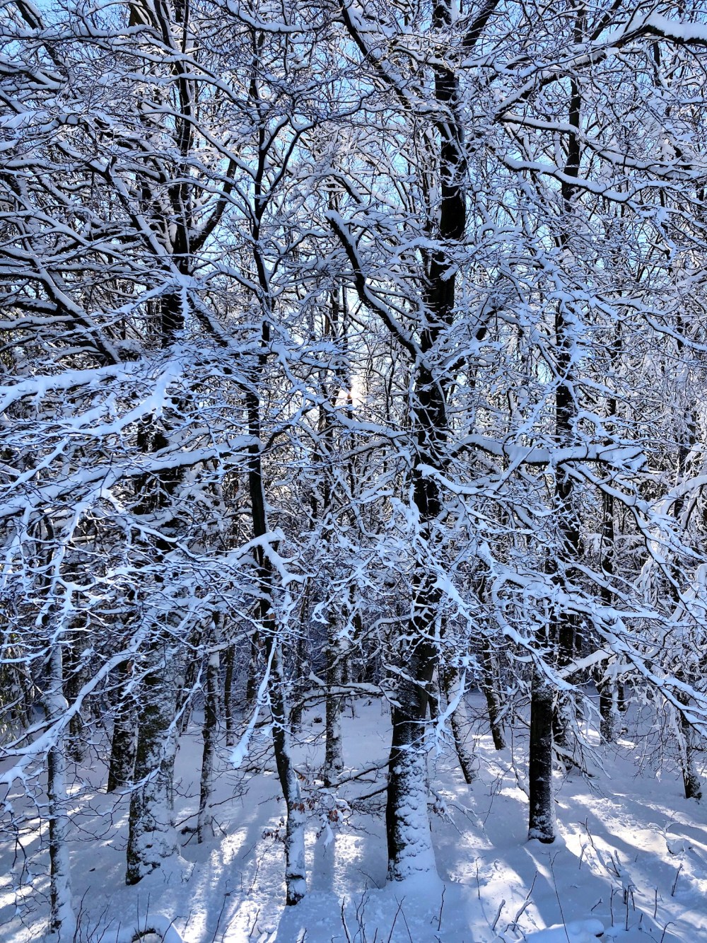 16e5f483-0a4c-43b8-9e10-49c7e9b3c471