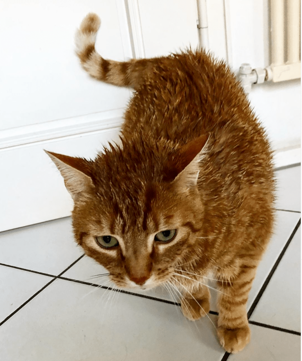 Capture d’écran 2020-05-07 à 18.53.18