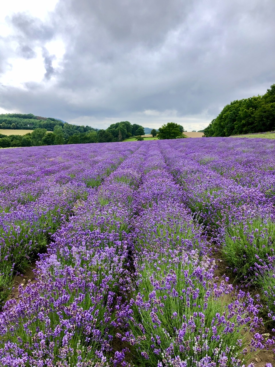 3B3F2A70-FAED-4F8D-A7F0-2B787625CC13