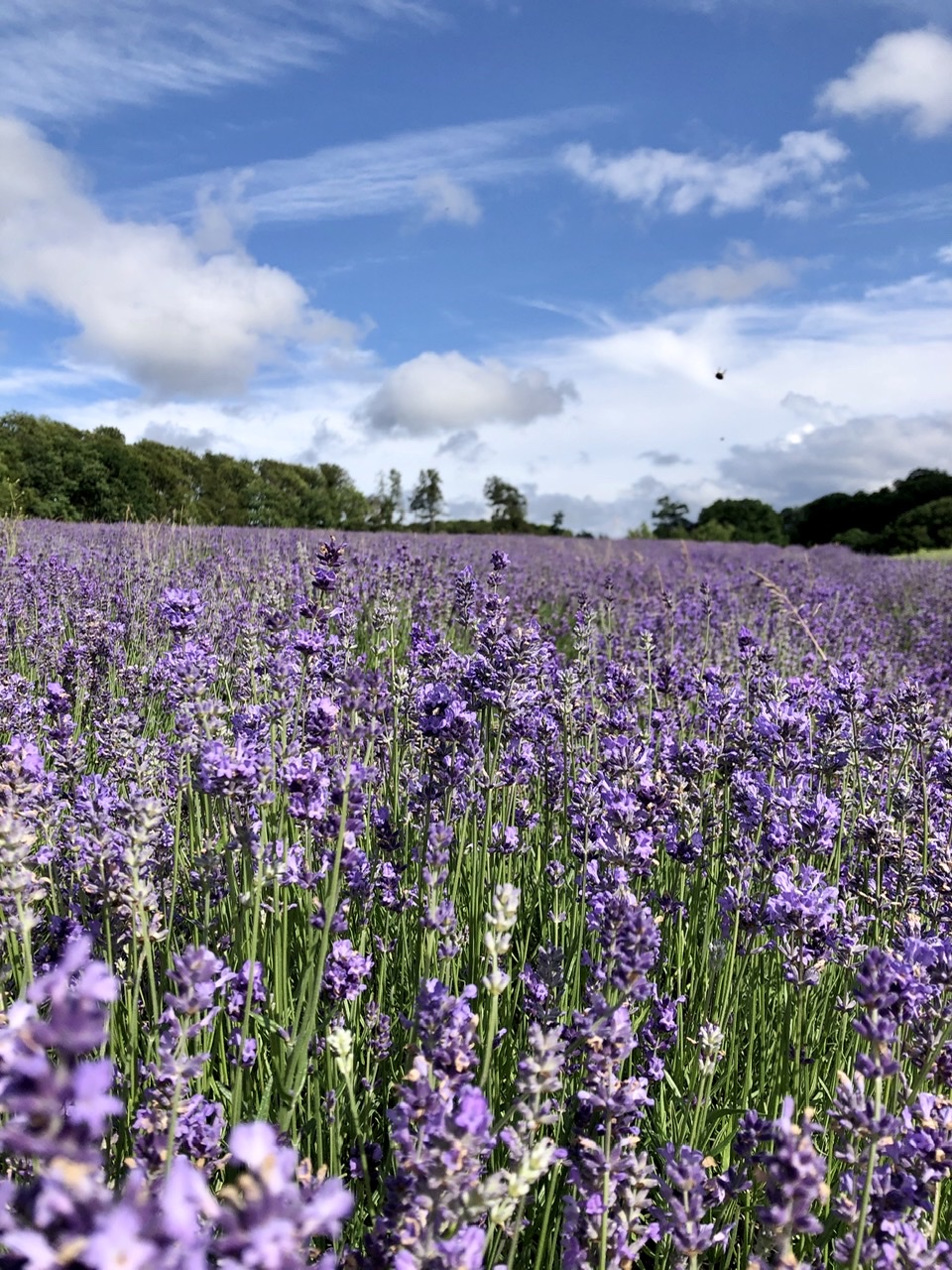 41C21AB1-2C31-45F0-AFCF-343625ADBA6F