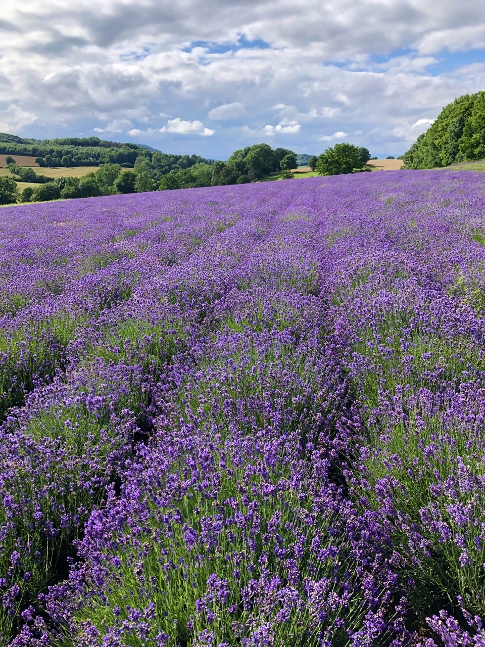 56357DB7-79C5-42B9-949C-2F1460EE1978