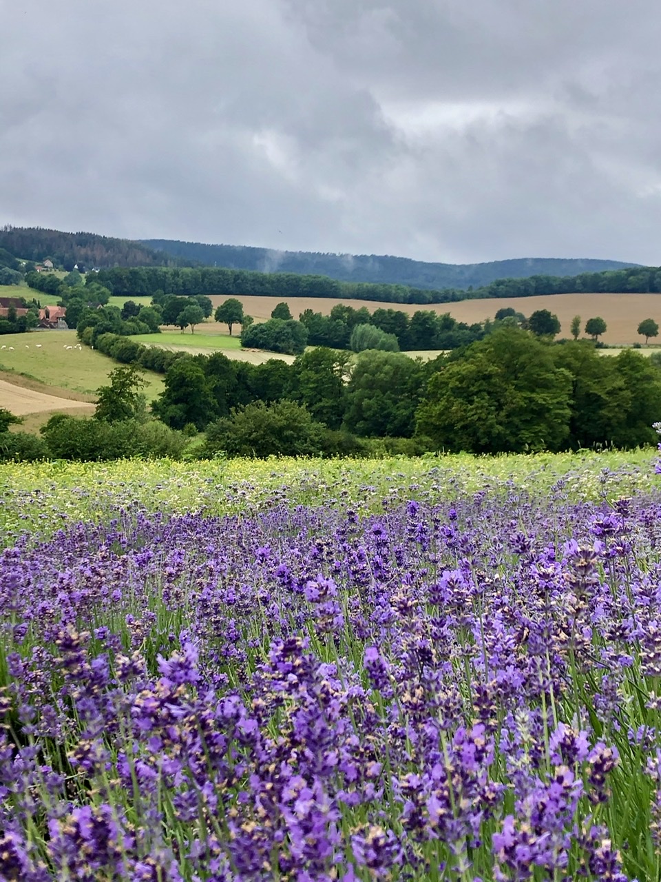 94B90923-ADAF-4ED8-82C7-DDA1BFFE8B5B