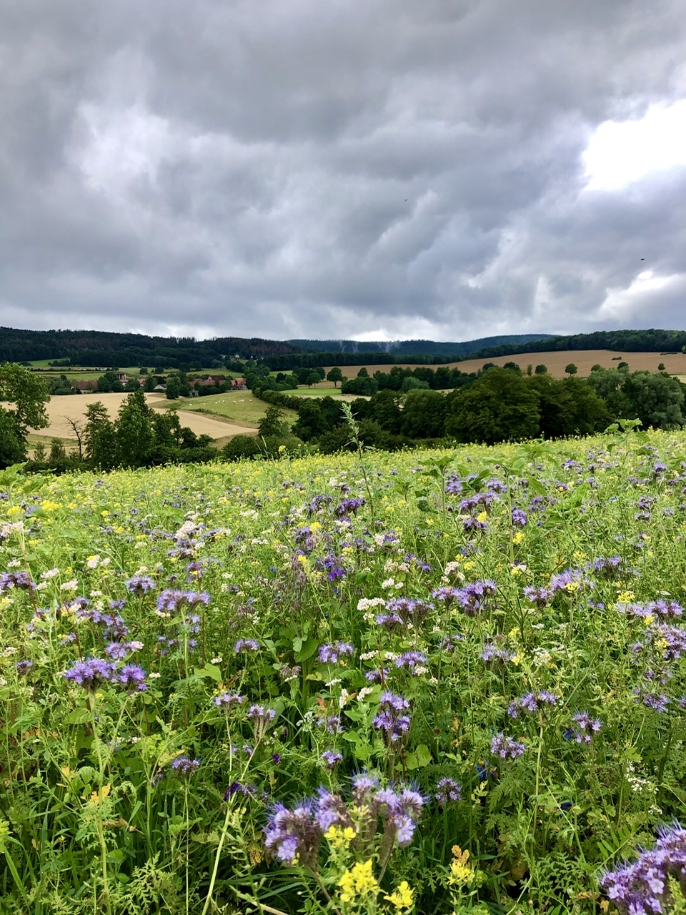 E19CB0E2-CB3E-4E50-BED0-896C850696B6